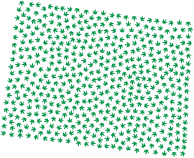 Colorado Marijuana Green