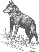 Wolf