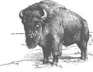 Bison