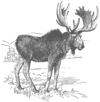 Moose
