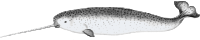 Narwhal