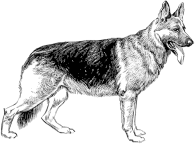 German Shepherd Sketch