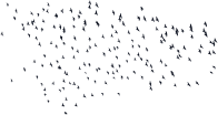 Flock Of Birds Silhouette