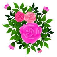 roses 130120191