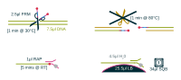 Rapid Barcoding Sample Preparation Diagram