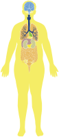 Obese Man Anatomy