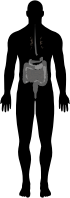 Man Anatomy