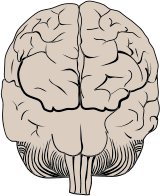 Brain Posterior View