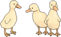 Ducklings