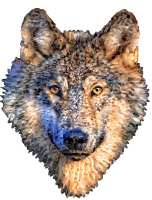 wolf head no bg