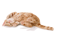 here kitteh