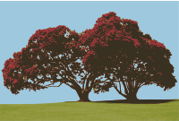 Pohutukawa Tree