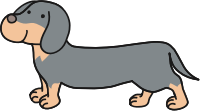 Dachshund