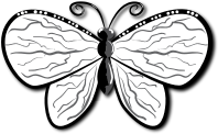 butterfly