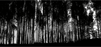 Dense Forest Silhouette