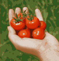 Cherry Tomatoes
