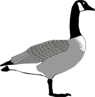Canada Goose