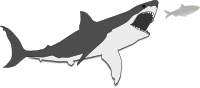 Hungry Shark