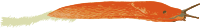 Orange Slug - Isolated
