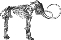 Mammoth Skeleton