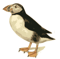 Puffin