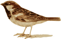 Sparrow