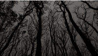 black forest wallpaper