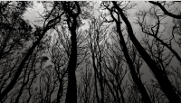 black forest wallpaper 2