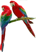 Parrots