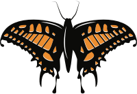 Butterfy