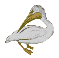American White Pelican