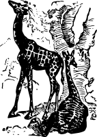 Isolated Giraffe