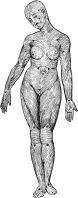 Muscle Fibers Woman