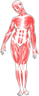 Female Musculature Line Art