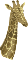 Giraffe Head