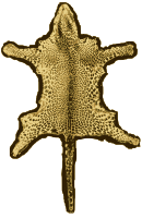 Leopard Skin Rug