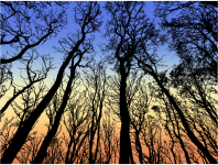 Forest in the Morning Sky