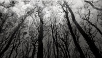 black forest wallpaper
