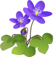 Hepatica