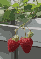 Strawberries