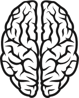 Brain
