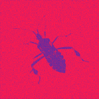 Halyomorpha Halys (the marmorated stink bug)