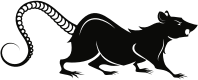 Rat