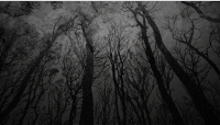 black forest wallpaper
