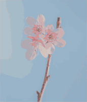 Soft Sakura