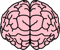 Brain