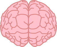 Brain