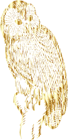 Vintage Owl Line Art Gold No BG