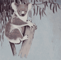 Koala
