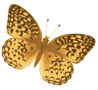 Orange Butterfly